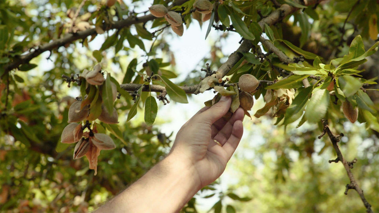 科学合理保护利用水资源，达能为杏仁种植设定科学性目标