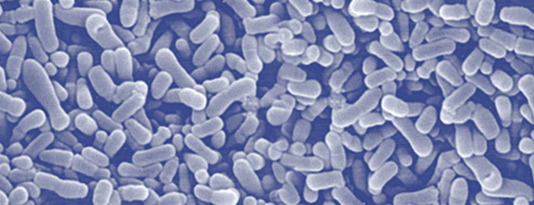 名人肠道健康引发关注，益生菌了解一下？